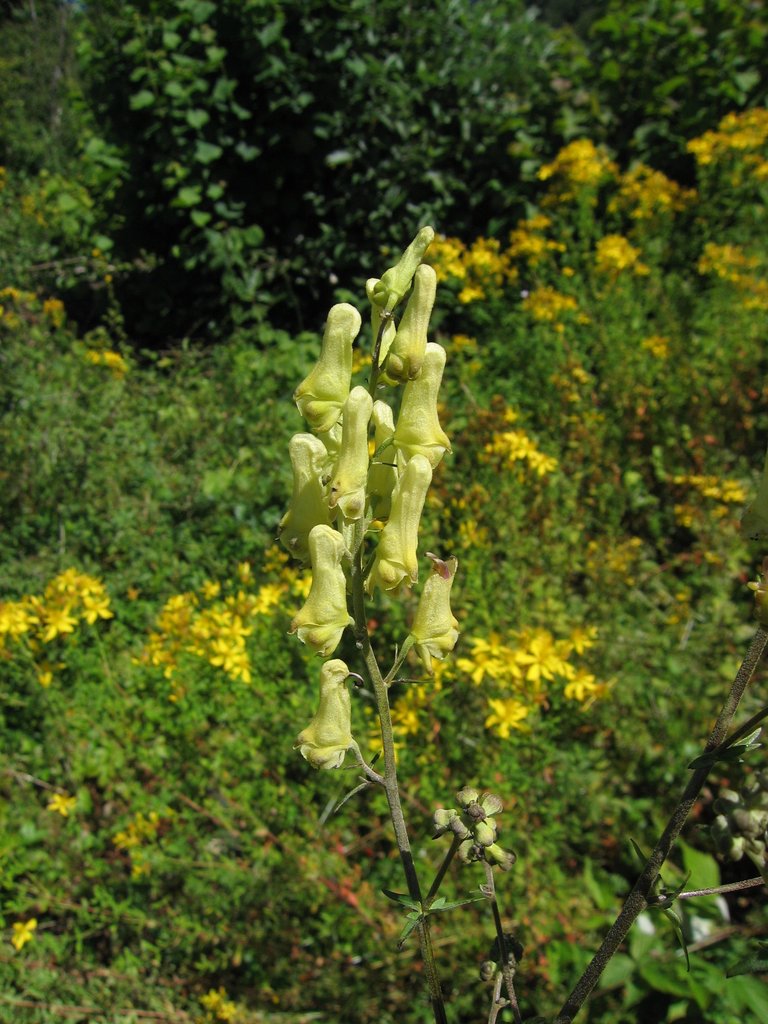 Aconitum lycoctonum